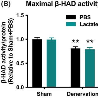 Mitochondrial Enzyme Activities Maximal Activities Of Cs A Had