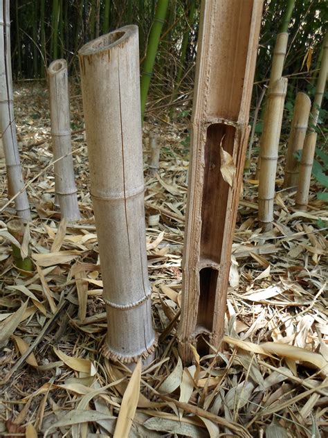 Bamboo Brown Thatch Free Stock Photo Public Domain Pictures