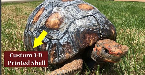 Tortoise Who Was Burned In Fire Gets Custom D Printed Shell Small Joys