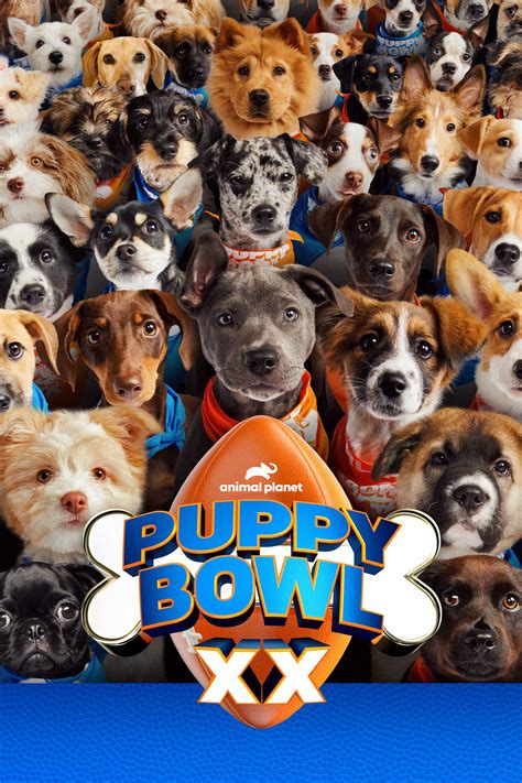 Puppy Bowl XX - Where to Watch and Stream - TV Guide