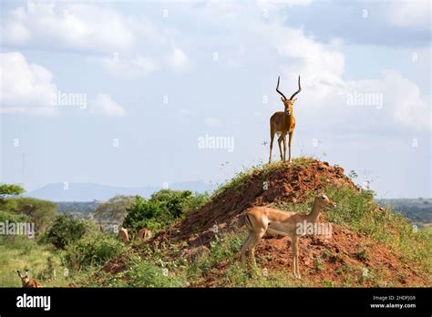 antelope, springbok, antelopes, springboks Stock Photo - Alamy