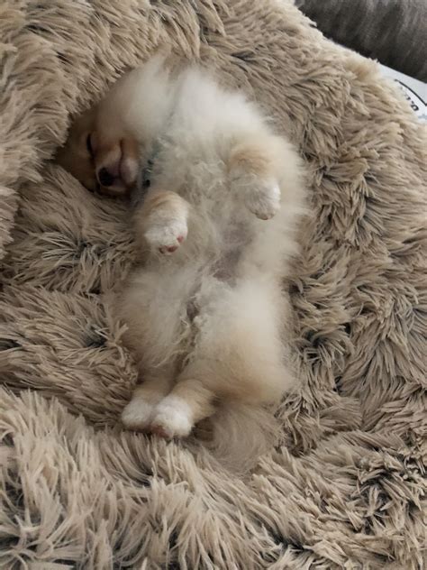 Comfy In Her Bed R Pomeranians