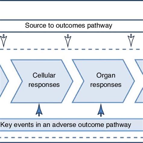 Simplified Representation Of Key Features Of An Adverse Outcome Pathway