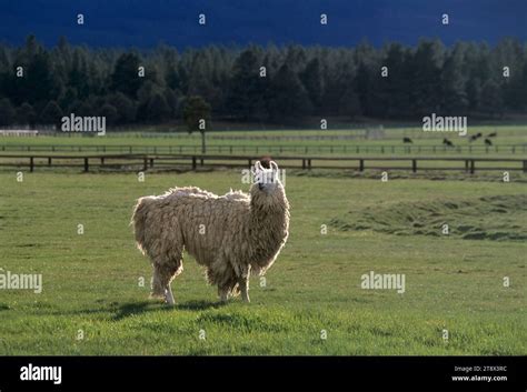 Llama Ranch Sisters Oregon Stock Photo Alamy