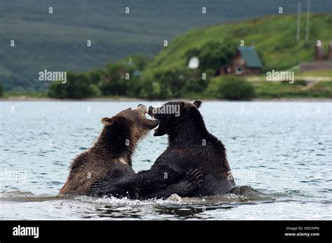 kamchatka peninsula russia Stock Photo - Alamy