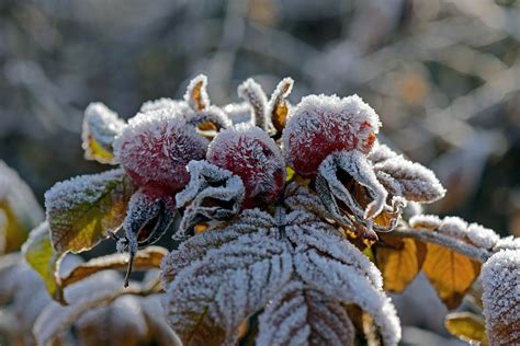 Astuces Simples Pour Sauver Et Prot Ger Vos Plantes Du Gel L Hiver