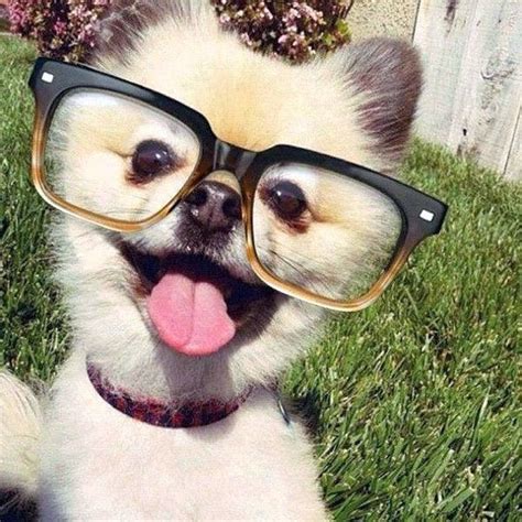 33 Cute And Funny Pictures Of Animals That Are Wearing Glasses Look So