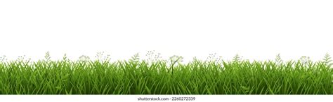 Green Grass Border Isolated White Background Stock Illustration ...