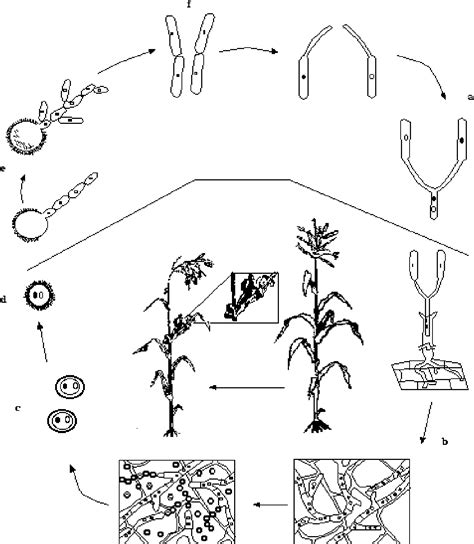 PDF The Fungus Ustilago Maydis From The Aztec Cuisine To The