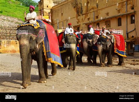 Amer India August 16 2016 Some Mahouts Waiting For Tourists To