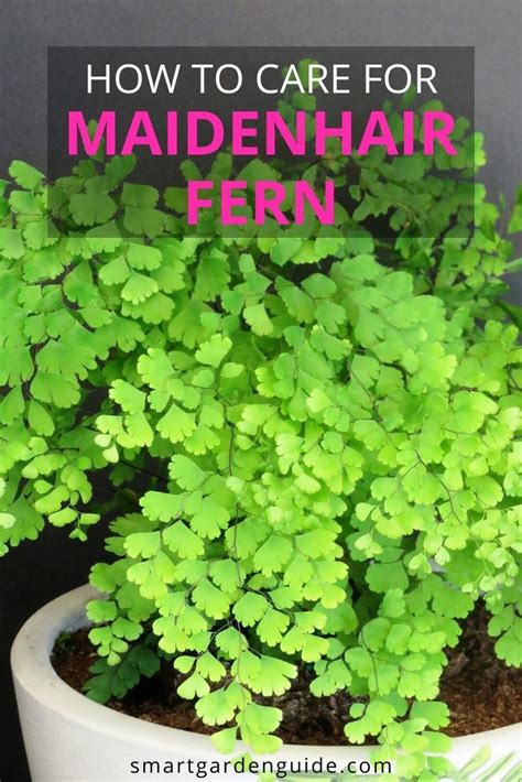 Maidenhair fern care how to grow adiantum – Artofit