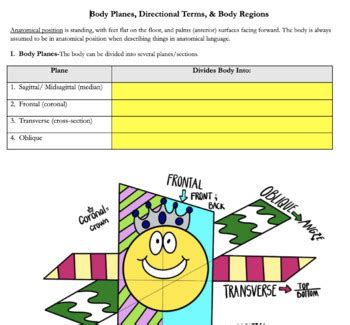 Body Planes Anatomical Regions And Directional Terms Practice TPT