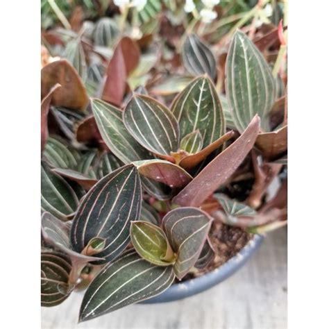 Лудизия дива орхидея от Plants.bg с отлична цена