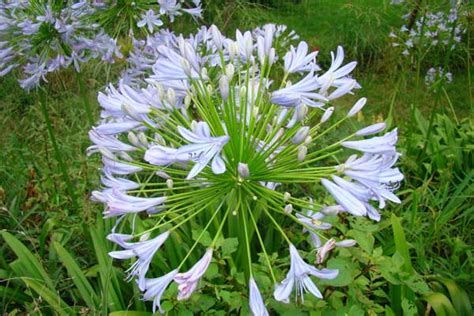 Agapanthus Praecox Supsp Orientalis Suitable For Green Roof