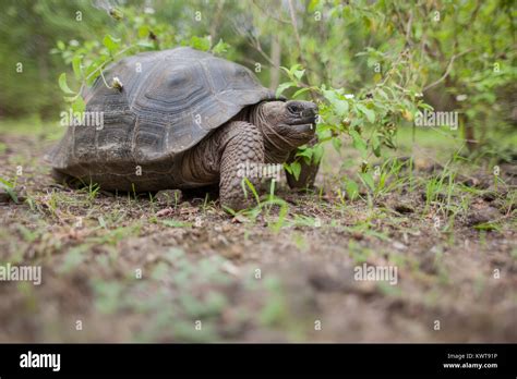 Tortue G Ante Des Galapagos Chelonoidis Nigra Guntheri Dans La Nature