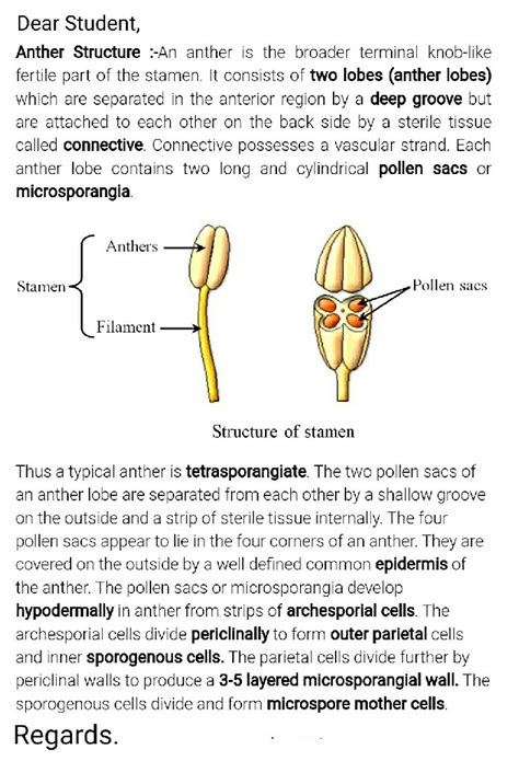 Explain Internal Structure Of Anther Marks Answer Point Wise