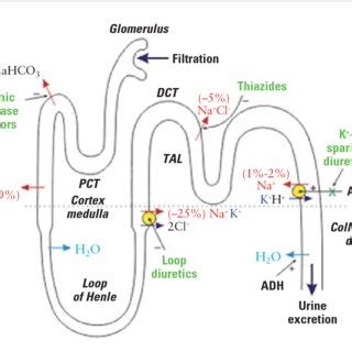 (PDF) A Review of Critical Differences Among Loop, Thiazide, and ...