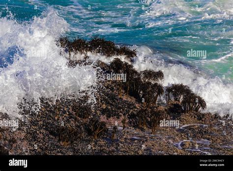 Powerful Waves Crashing On Rocks And Resiliant Sea Palms Postelsia