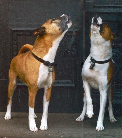 basenji language, the vocal comunication