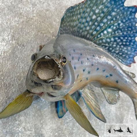 185 Arctic Grayling Taxidermy Fish Mount Grade Premier Etsy