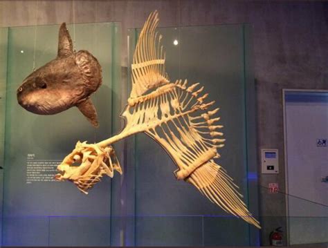 This is what a sunfish skeleton looks like : r/interestingasfuck