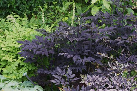 Photo Actaea Simplex Atropurpurea Group Brunette Plant Lust