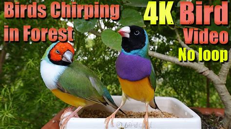 4k Exotic Birds For Nature Lover 4 HRS Ambience Bird Chirping In