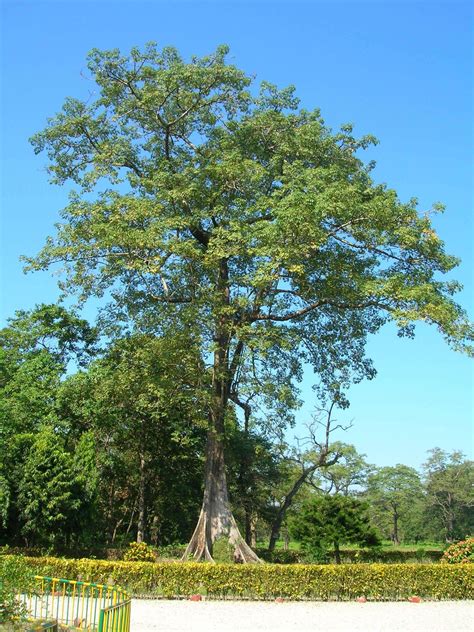 Official State Trees Of India That You Should Know