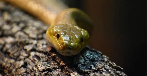 8 Fastest Snakes In The World Could You Outrun Them A Z Animals