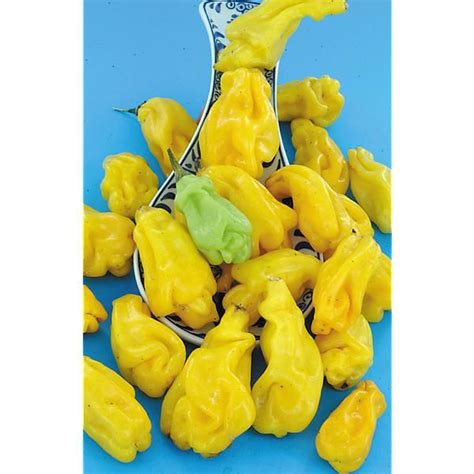 Piment Jaune Du Burkina C Annuum Graines Baumaux