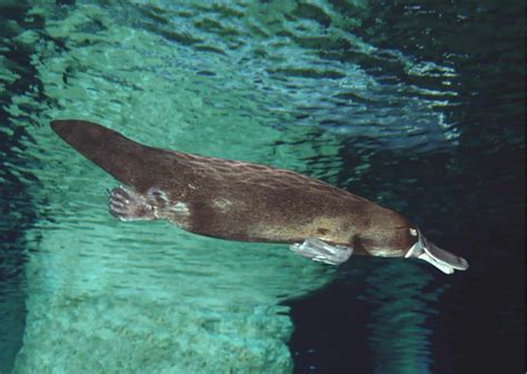 Platypus Behavior - AnimalBehaviorCorner