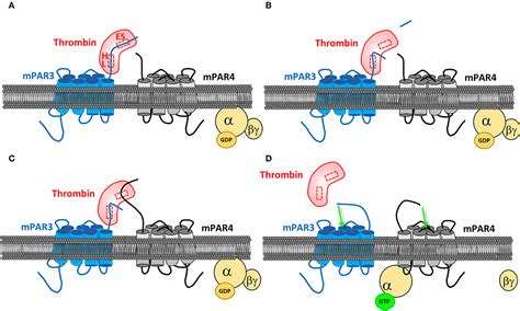 Frontiers Protease Activated Receptors In The Intestine Focus On