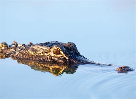 Top Florida Wildlife Encounters - Opal Collection