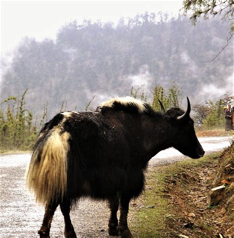 Yak In Bhutan Inika Art