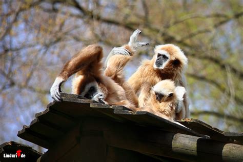 Besuch Im Tier Und Freizeitpark Th Le W Hrend Corona Tierisch Gut