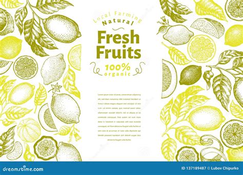 Vintage Citrus Banner Template Lemon Tree Design Hand Drawn Vector Fruit Illustration