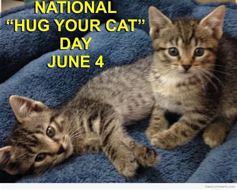 June 4 Hug Your Cat Day DesiComments