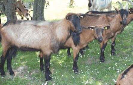 Alpska koza ili alpina | AgroPortal.hr