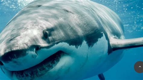 HBO Max tiene el documental furor más visto sobre tiburones