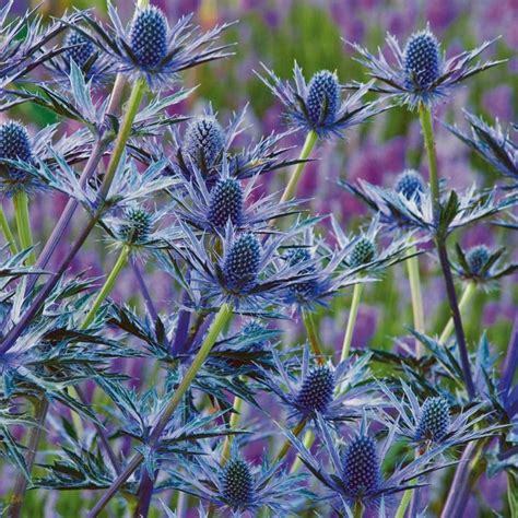 17 Best Images About Blue Perennials Zone 5 On Pinterest Blue Mirrors