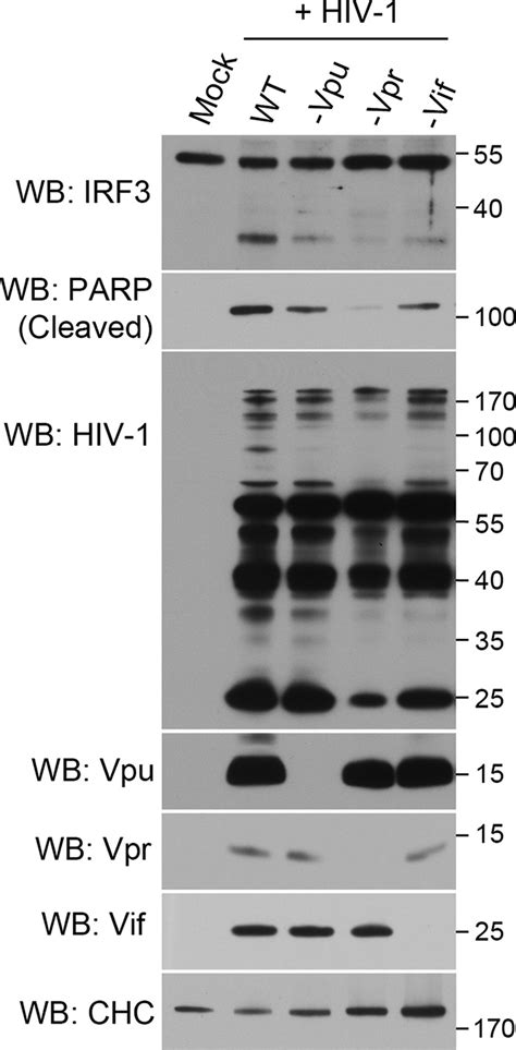 Vpu Vpr And Vif Contribute To Irf Cleavage In Hiv Infected Cells