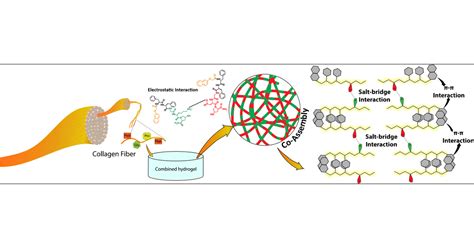 Collagen Fiber Structure