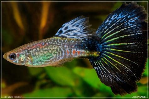 Blue Mosaic Male Guppy Guppy Fish Guppy Aquarium Fish Tank