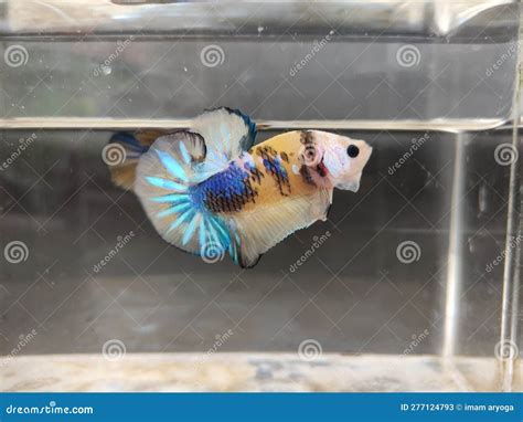 multi colour betta fish stock image image  blue swimming