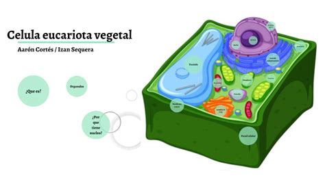 Celula Eucariota Vegetal By Pablo Jimenez Dalmau On Prezi