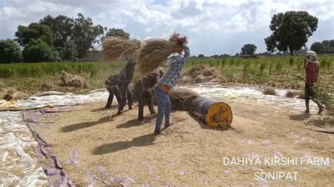 Rice Harvesting In Haryana Youtube