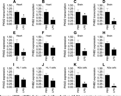 Figure From Pkm Interacts With And Phosphorylates Phb To Sustain