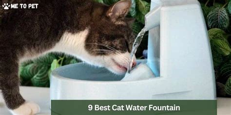 9 Best Cat Water Fountain- Must Buy for Hydrated Cat – Me To Pet