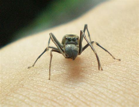 Ant Mimic Jumping Spider Myrmarachne Sp