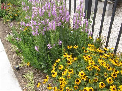 Full Sun Perennial Garden Plans Ann Inspired